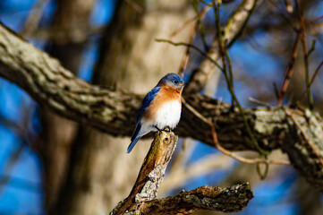 Bluebird - I
