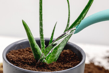 water pouring from a watering can into a flower pot with aloe vera, houseplant care