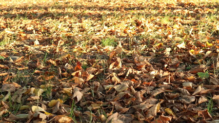 play of light and shadow on fallen leaves in the natural landscape of a park or deciduous forest on a sunny warm day