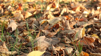 close-up of golden dry fallen leaves of oaks and maples lying on the ground among green blades of grass, natural autumn texture background conveys the mood of autumn melancholy and light sadness