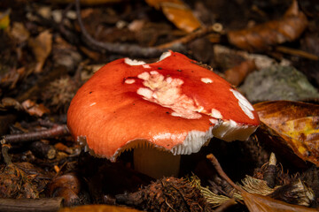 A closeup picture of a fungus in a forest. Dark brown and orange leaves in the background. Picture from Bokskogen, Malmo, southern Sweden