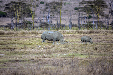 Naklejka na ściany i meble Pair of rhinos grazing in the grass