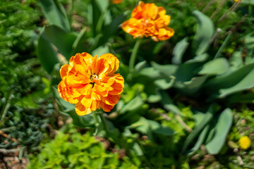 flower marigold orange garden