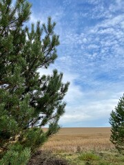 Obraz premium pine tree in the field