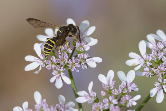 F&uuml;nfbindige Knotenwespe (Cerceris quinquefasciata)