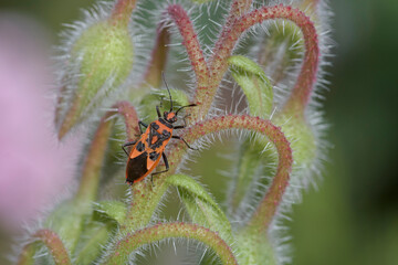 Zimtwanze (Corizus hyoscyami)  auf  Borretsch (Borago officinalis),
