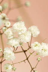 White flowers gypsophila or baby's breath flowers close up on pink background selective focus.Macro flowers texture. Poster