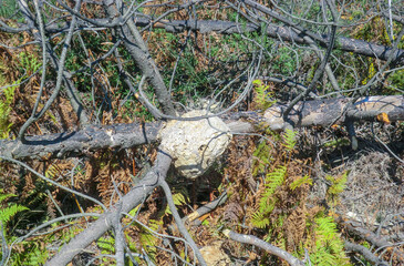 Asian Hornet nest destruction. Intervened nest of Asian hornet or yellow-legged hornet (Vespa...