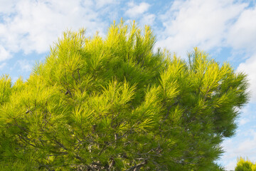 Fototapeta premium Beautiful close of pine tree branches from a low angle. Vibrant green with a cloudy blue sky in the background. Charming nature.