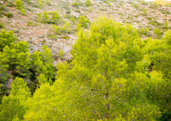 Obraz premium Beautiful pine tree branches. Vibrant green color. Charming nature. Serra d'Irta natural park, Valencian community, Spain.