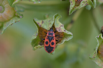 Gemeine Feuerwanze (Pyrrhocoris apterus) ,