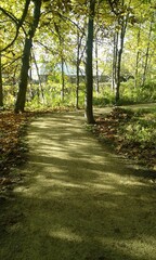 footpath in the woods