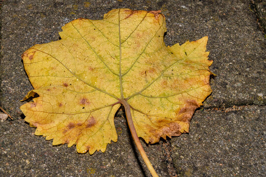 A closeup picture of a brown and yellow autumn leaf. Picture from Malmo, southern Sweden