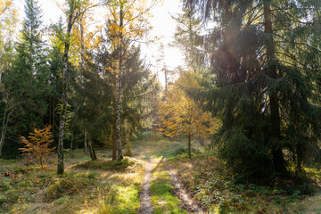 morning in the forest