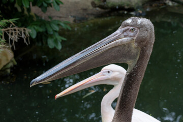 Rosapelikan (Pelecanus onocrotalus), jung