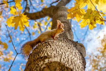 squirrel in tree