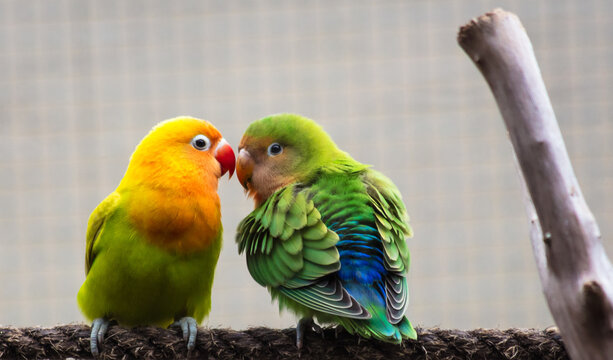 Dois periquitos coloridos juntos