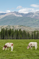 Cows graze in the meadow against the background of the forest and mountains. Wildlife, rural life, province, livestock care. Forage lands. Beautiful landscape with green grass and trees.