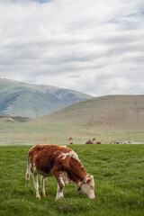 Fototapeta na wymiar A cow grazes in a meadow against the background of mountains and ails in the distance. Wildlife, rural life, province, livestock care. Forage lands. Beautiful landscape with green grass, hills