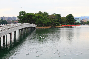 Fototapeta premium 大濠公園夕景