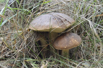 
boletus family