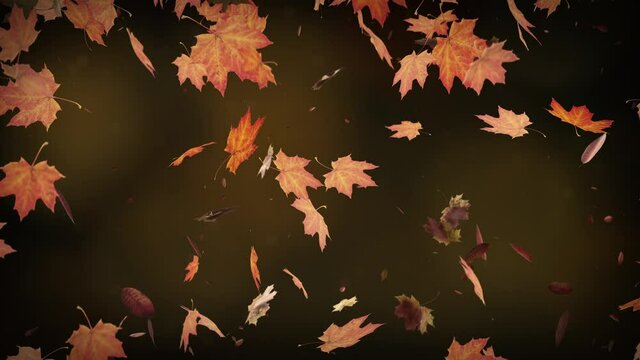 Autumn leaves falling slowly on defocused background. Fall season background seamless looping. Autumnal background. 4k