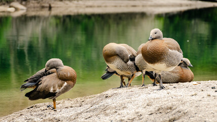 caiquenes descansando