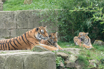 Fototapeta na wymiar Sibirischer Tiger (Panthera tigris altaica), Mutter mit zwei Jungen