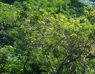 Fototapeta premium The Dense Interweaving of Branches and Foliage of Trees Formed a Kind of Green Relief Pattern