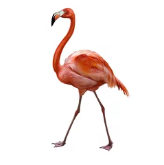 Fotobehang flamingo (Phoenicopterus) © Liliya