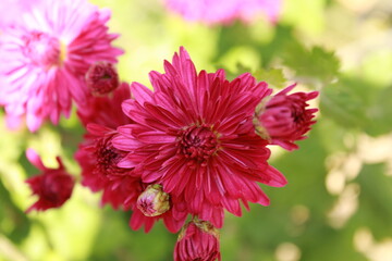 Obraz premium close up of pink dahlia