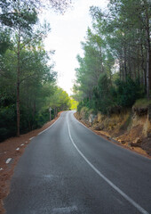 Obraz premium Road going through a forest. Beautiful countryside, driving into the wild. Escaping from life, simply on the road. Vertical shot. Perfect geometry.