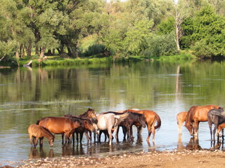 Fototapeta premium horses on the river