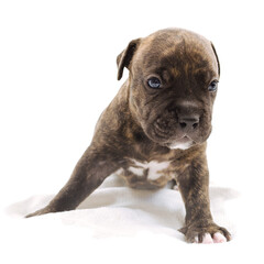 Isolated Staffordshire terrier one-month puppy dog. Young puppy dog sitting on white blanket. Puppy dog looking at camera with puppy dog eyes. One month puppy dog.