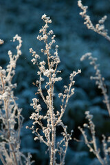 Frost on a plant in winter	