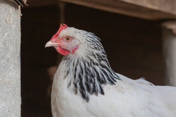 Domestic Sussex chicken close-up.