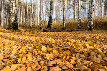 Fallen autumn leaves close-up in the forest and trees in the background, copy space