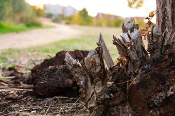Fallen