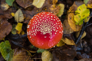 detail of fly amanita in autumn forest