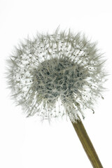 Dandelion seeds isolated on a white background