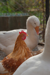 Domesticated chickens and geese drink water from a bucket on a small farm.
