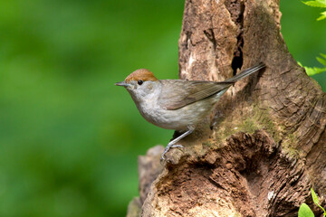 Zwartkop; Blackcap, Sylvia atricapilla