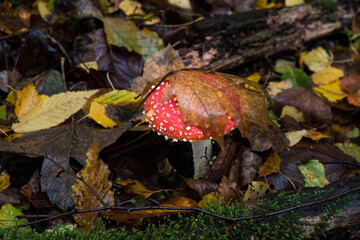detail of fly amanita in autumn forest