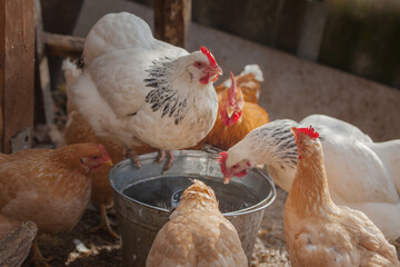 Domesticated chickens drink water from a bucket on a small farm.