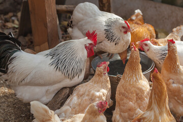 Domesticated chickens drink water from a bucket on a small farm.