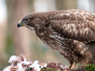 Common Buzzard, Buteo buteo