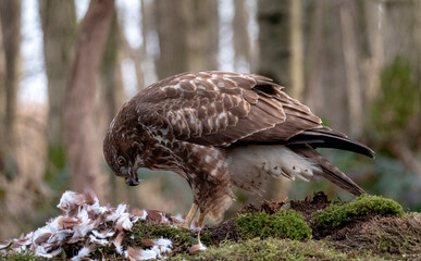 Common Buzzard, Buteo buteo