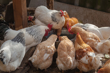 Domesticated chickens drink water from a bucket on a small farm.
