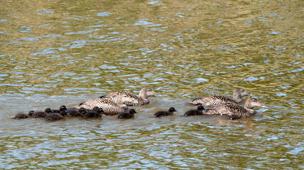 Common Eider, Somateria mollissima