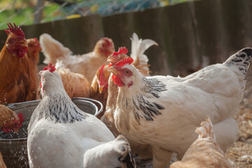 Domesticated chickens drink water from a bucket on a small farm.